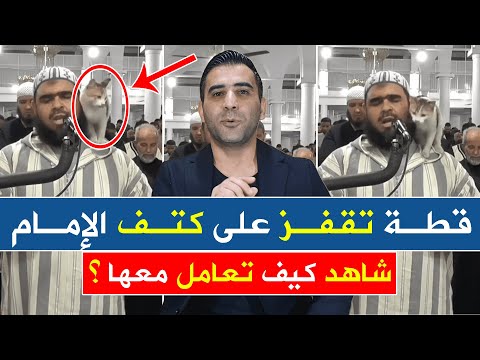 قطة تقفز على كتف الإمام أثناء صلاة التراويح شاهد كيف تعامل معها ؟