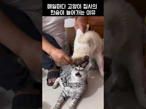 고양이들 싸움에 조용할 날이 없는 집구석