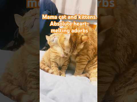 Mama cat and kittens. Absolute heart-melting adorbs! 💖🐾