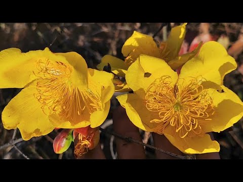 orquídea natureza Terra de formiga aventura e muitos rsrs 🌾🌳🏞️