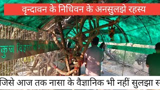निधिवन के रहस्य #nidhivan #virandavan #barsana #trending #krishna #radhakrishna #radharani