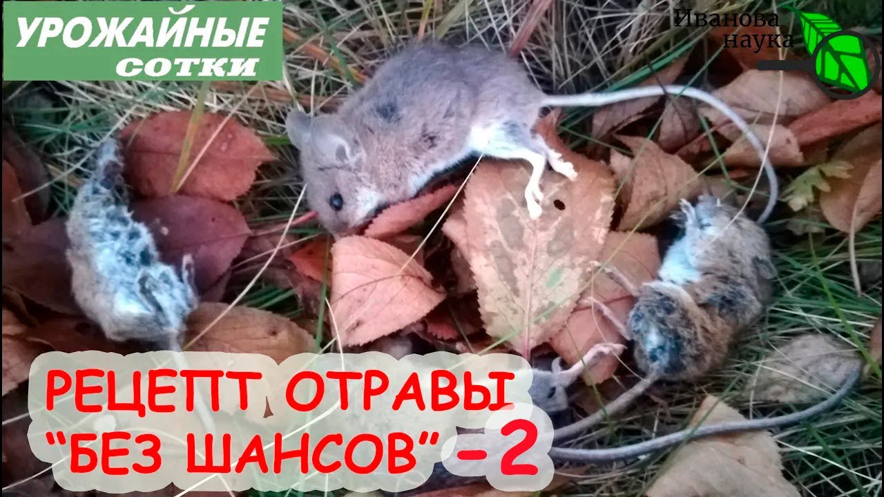Изгнание мышей и крыс! Самая простая и доступная приманка. Безопасно для птиц, кошек и собак.