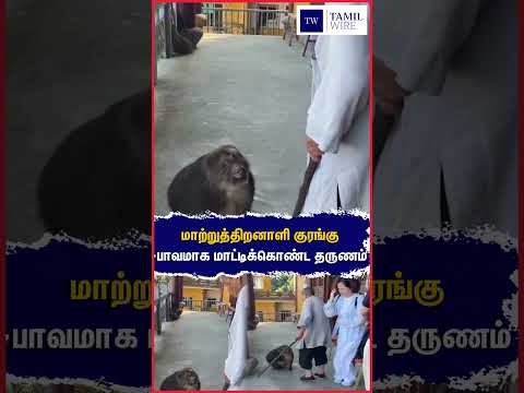 மாற்றுத்திறனாளி குரங்கு பாவமாக மாட்டிக்கொண்ட தருணம் #MonkeyReels #Monkey #Funny #Reels #ComedyReels