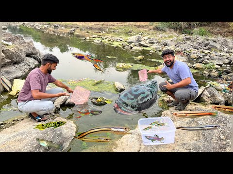 100 Plus Baby Snake Head Fish 🐠 Catch Kiye Aaj 🥳