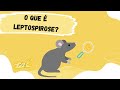 Leptospirose: Sintomas e Prevenção