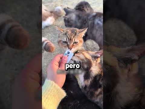 Les Construyó Una Casa Y A Los Gatos Le Gustó