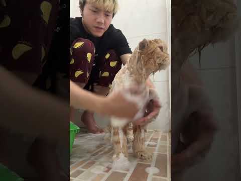 แย่แล้ว แมวผมเป็นเชื้อรา! #แมว #cat #ทาสแมว #catlover #luckfast