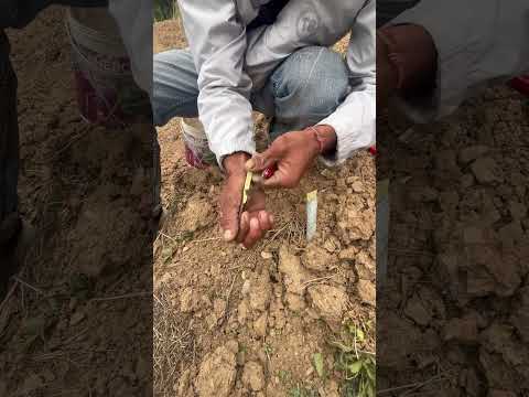 Grafting on seedling