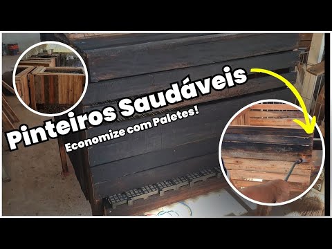 Como MONTAR PINTEIROS saudáveis e econômicos usando PALETES no Criatório Neves