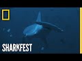 Shark Conservation and Migration Insights