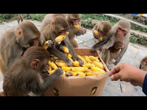 BANANAS FOR MONKEYS 🍌 🍌 | #food #trending #viralvideo #monkeys #trendingvideo #banana