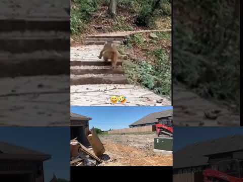 Cuando te dicen que hay biene la migra #parati #humor #funny #perrogracioso #fyp #monocorriendo
