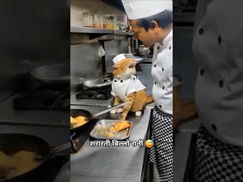 शरारती बिल्लो रानी 😅 #catvideo #catstory #cook #samosa #cooking