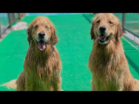 Goldens Are Obsessed With Dock Diving