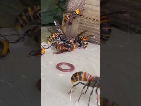 I have just caught The giant hornet! intellectual trap #pestcontrol