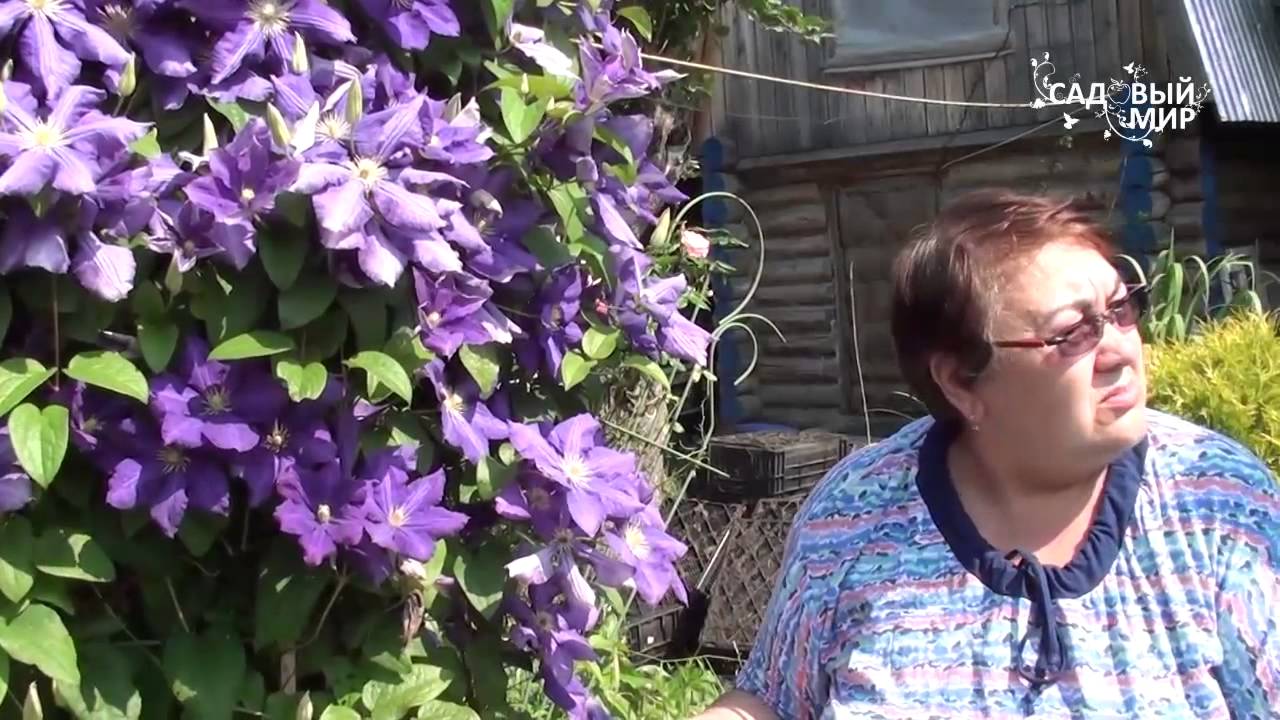 Клематисы третьей группы обрезки Посадка и уход