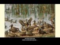 Migratory Birds and Wetland Conservation