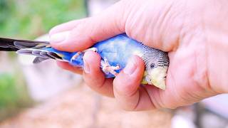 Budgies Were Fighting on the Ground! I Rushed to Save One 😳🐦