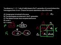 Phenotypic Ratios in Genetics