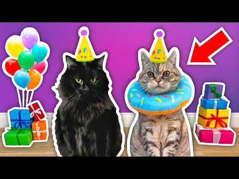 I Threw a BIRTHDAY PARTY For My Elderly CAT!