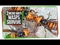 Understanding Wasp Behavior and Biology