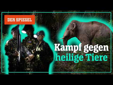 Elefanten in Thailand: Urlaub machen, wo andere um Lebensraum kämpfen? – Shortcut | DER SPIEGEL
