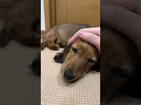 撫でられるとすぐに寝ちゃう子犬