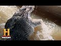 Challenges and Skills in Alligator Hunting