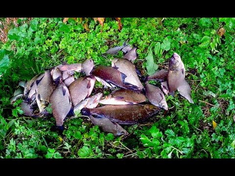 Ловля леща на реке с ночёвкой.