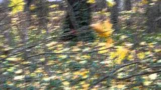 Eichhörnchen im Park