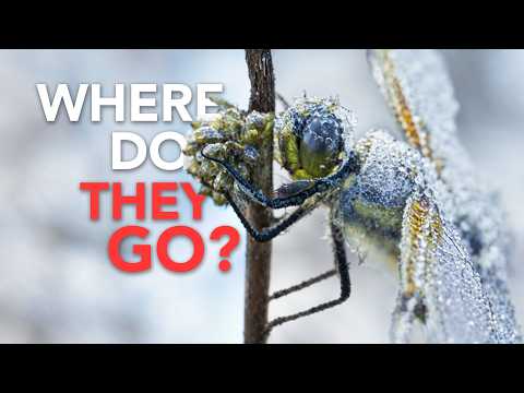 Where do Bugs Go In the Winter?