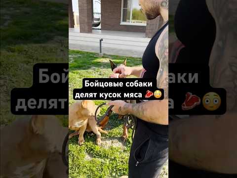 Злые собаки доберман и амбулли делят кусок мяса🥩😳