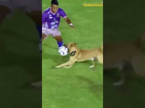 الكلب المشاغب يقتحم الملعب ويخطف الأضواء 🐶⚽