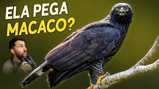 Águia-pega-macaco: ela realmente pega macacos?