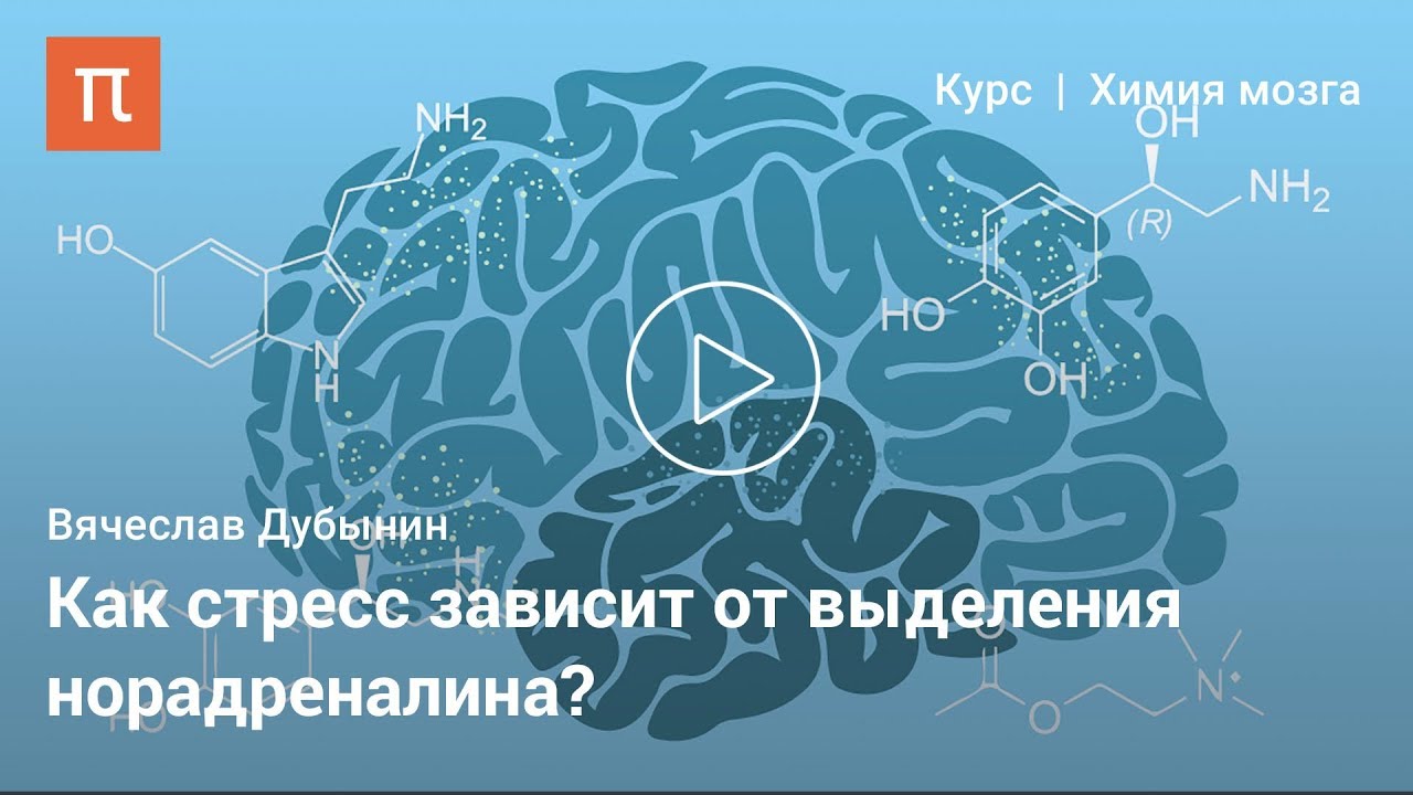 Норадреналин --Вячеслав Дубынин