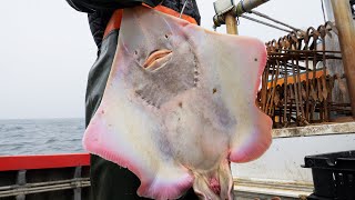 북방한계선 바다에서 목숨 걸고 잡는 전설의 대청도 홍어 / Legendary Fish / Korean food
