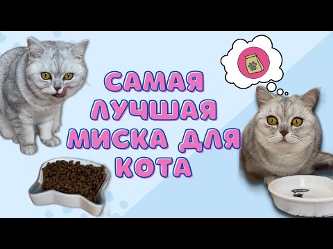 Выбираем самую лучшую миску для котика / Смешные коты - Майя #кошка #кот