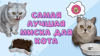 Выбираем самую лучшую миску для котика / Смешные коты - Майя #кошка #кот