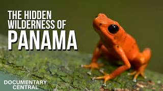 Why Frogs on This Isolated Island Keep Changing Colour | Nigel Marven's Wild Central America