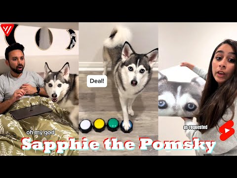 *1 HOUR* Funny Dog Shorts 2025 | Enjoy Sapphie the Pomsky Shorts Compilation 2025