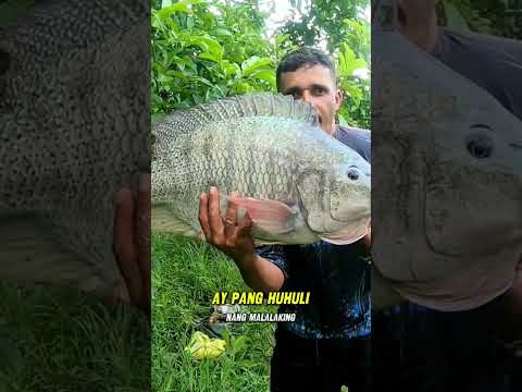 #tilapia #paolo #biggest
