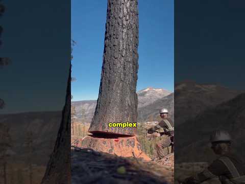 Why is it dangerous to cut trees on your own?