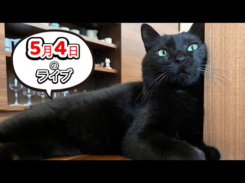 黒猫スピの飼い主の雑談ライブ！【オリジナル爪とぎ再販】