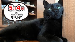 黒猫スピの飼い主の雑談ライブ！【オリジナル爪とぎ再販】