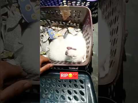 Husky Ab is Duniya Mein Nahi Rha😭💔 Scam Hogya🥲 #minivlog #dogs #doogleft #rip #yuvikevlogs