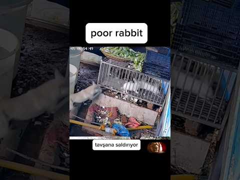 Animals attacking white rabbits are very sad#shorts #kurt #dog #aniamals #keşfet #rabbit #attack