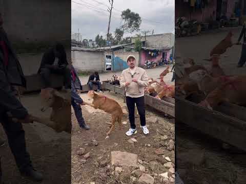 سعر الخروف في إثيوبيا 🇪🇹 #عبدالعزيز_أكرم