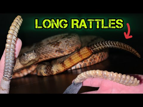 LONG Rattled RATTLESNAKES! 