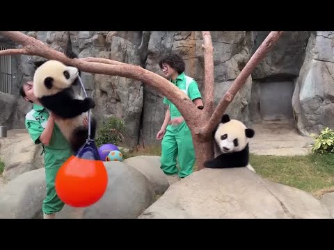 YouTube video thumbnail: Hong Kong’s First Giant Panda Twins Turn