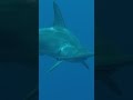 Understanding Hammerhead Sharks